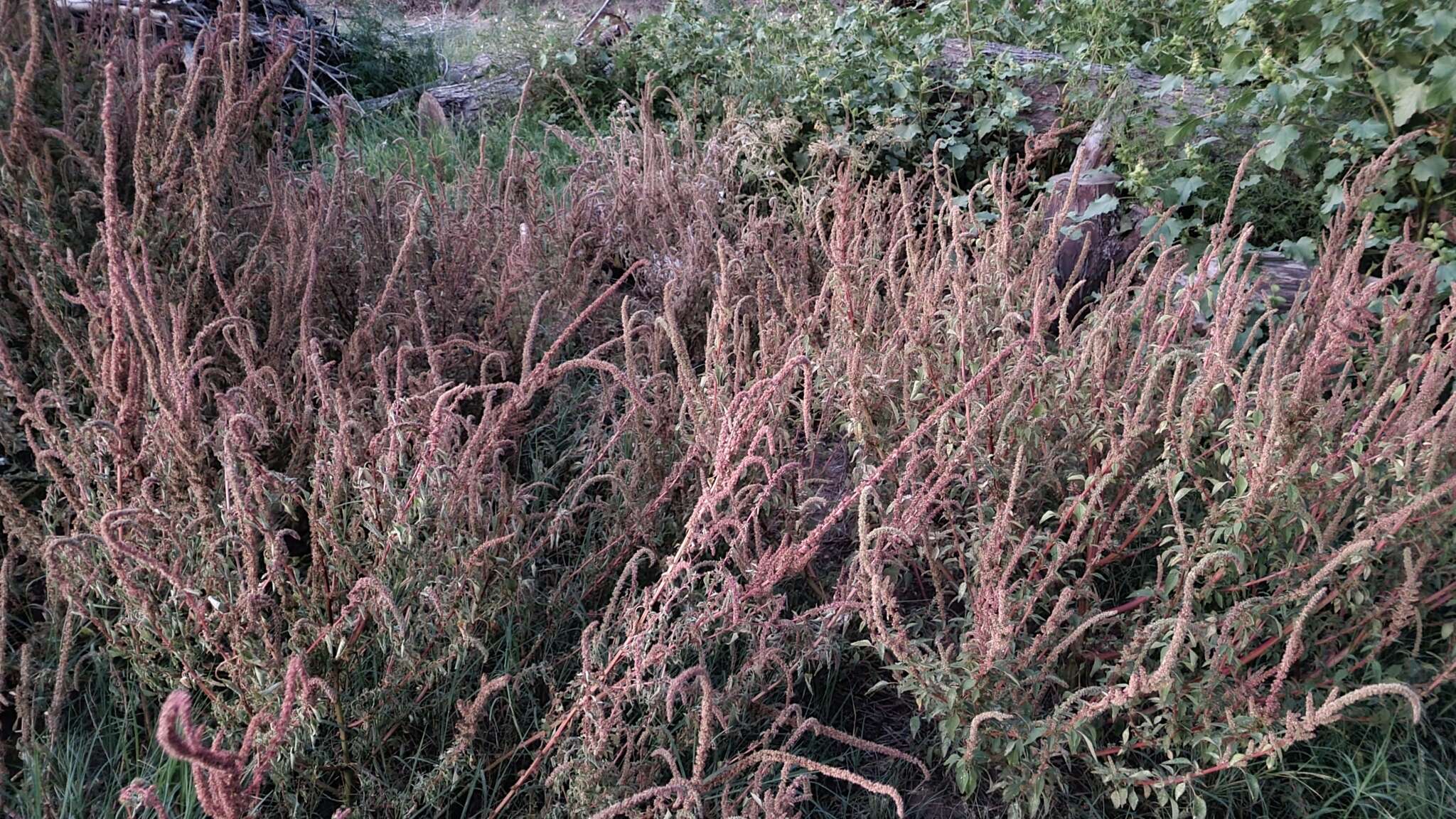 Image of Amaranthus quitensis Kunth