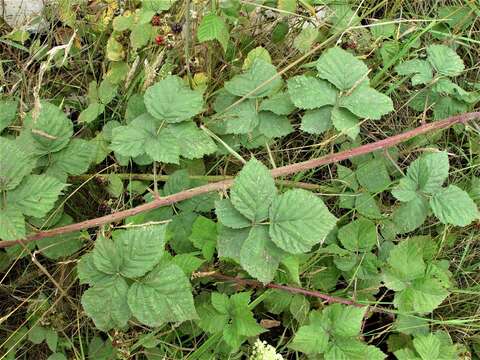 Image of Rubus pruinosus Arrhenius