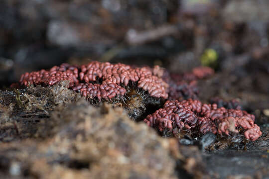 Image of Arcyria stipata