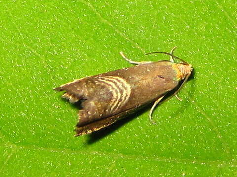 Image of Eurasian Hemp Moth