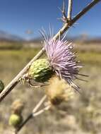 Plancia ëd Cirsium mohavense (Greene) Petr.