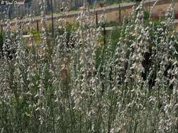 Image of Teucrium creticum L.