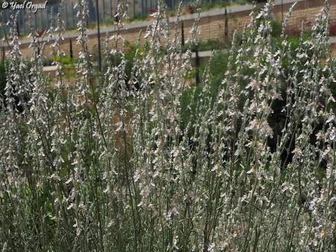 Image of Teucrium creticum L.