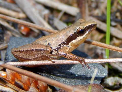 Image de Pseudacris ocularis (Holbrook 1838)