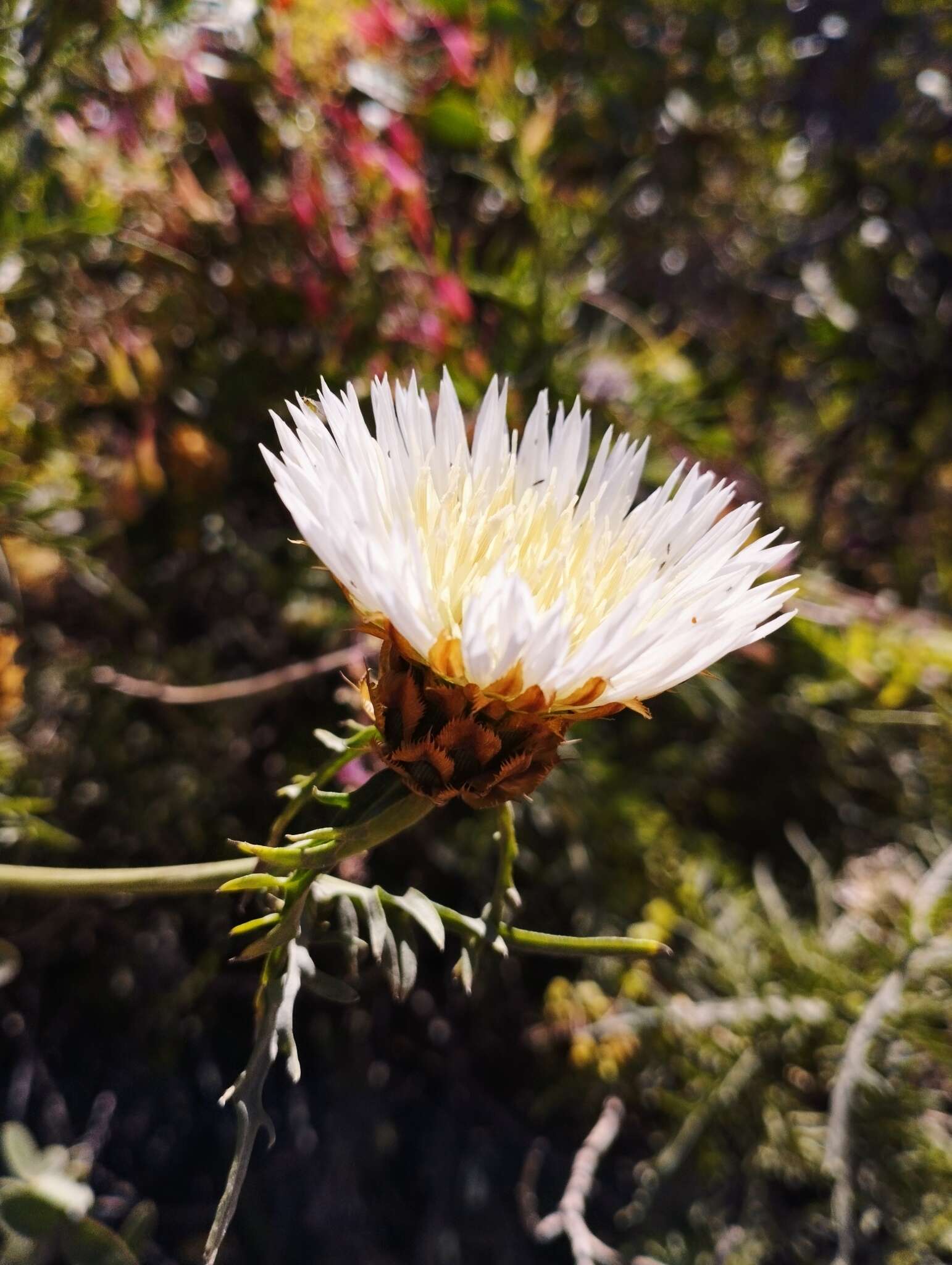 Image of Plectocephalus chilensis G. Don ex Loud.