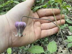 Plancia ëd Clematis vinacea Floden