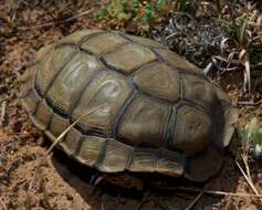 Image of Karroo Tortoise