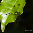 Imagem de Tetrathemis yerburii Kirby 1893