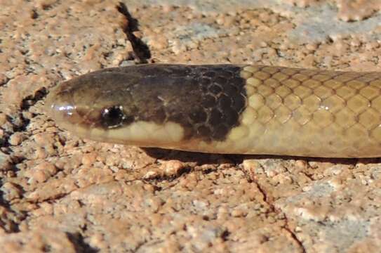 Image of Yaqui Blackhead Snake