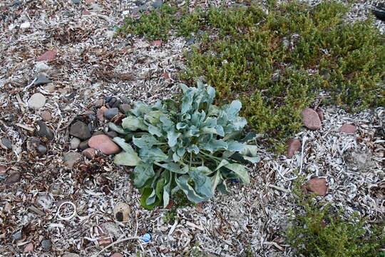 Image de Mertensia maritima subsp. maritima