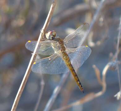 Image of Rainpool Gliders