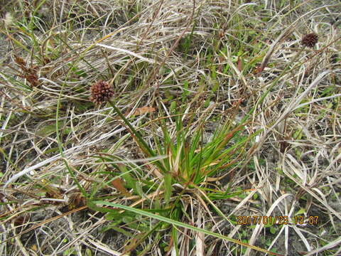 Image of Juncus caespiticius E. Mey.