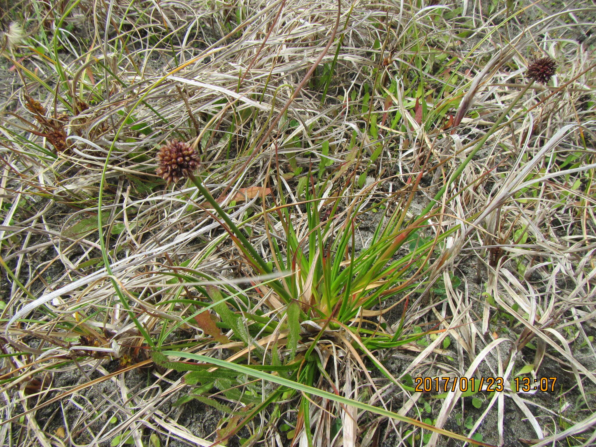 Imagem de Juncus caespiticius E. Mey.