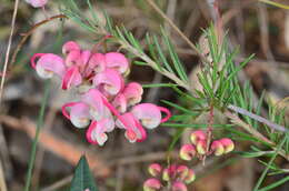 Image of Grevillea rosmarinifolia A. Cunn.