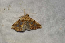 Image de Callopistria cordata Ljung. 1825