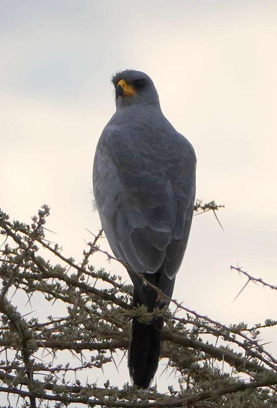 Image of Eastern Chanting Goshawk