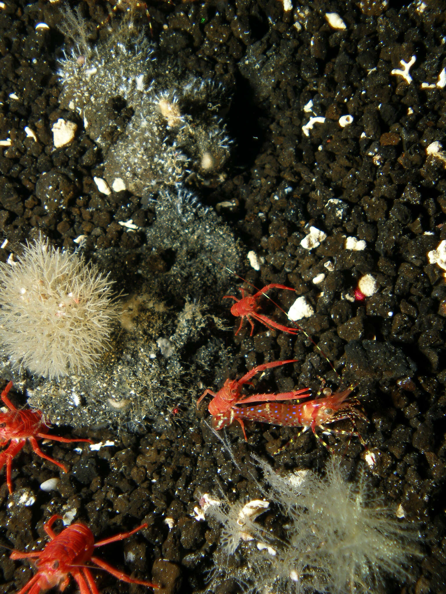 Image of roughpatch shrimp
