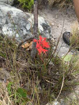 Image de Disa ferruginea Sw.