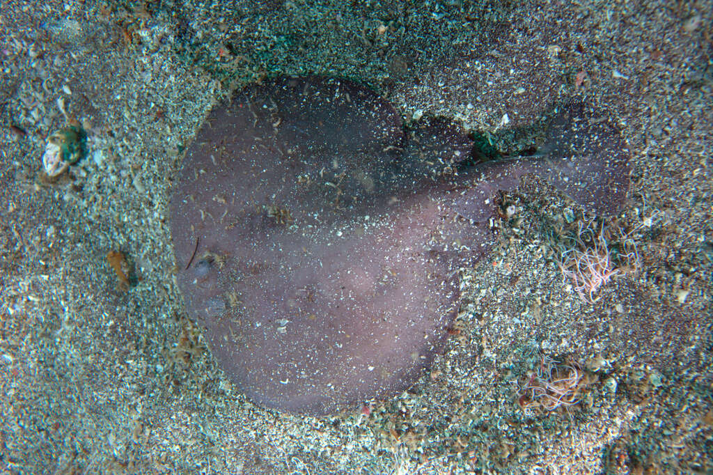 Image of Chilean torpedo