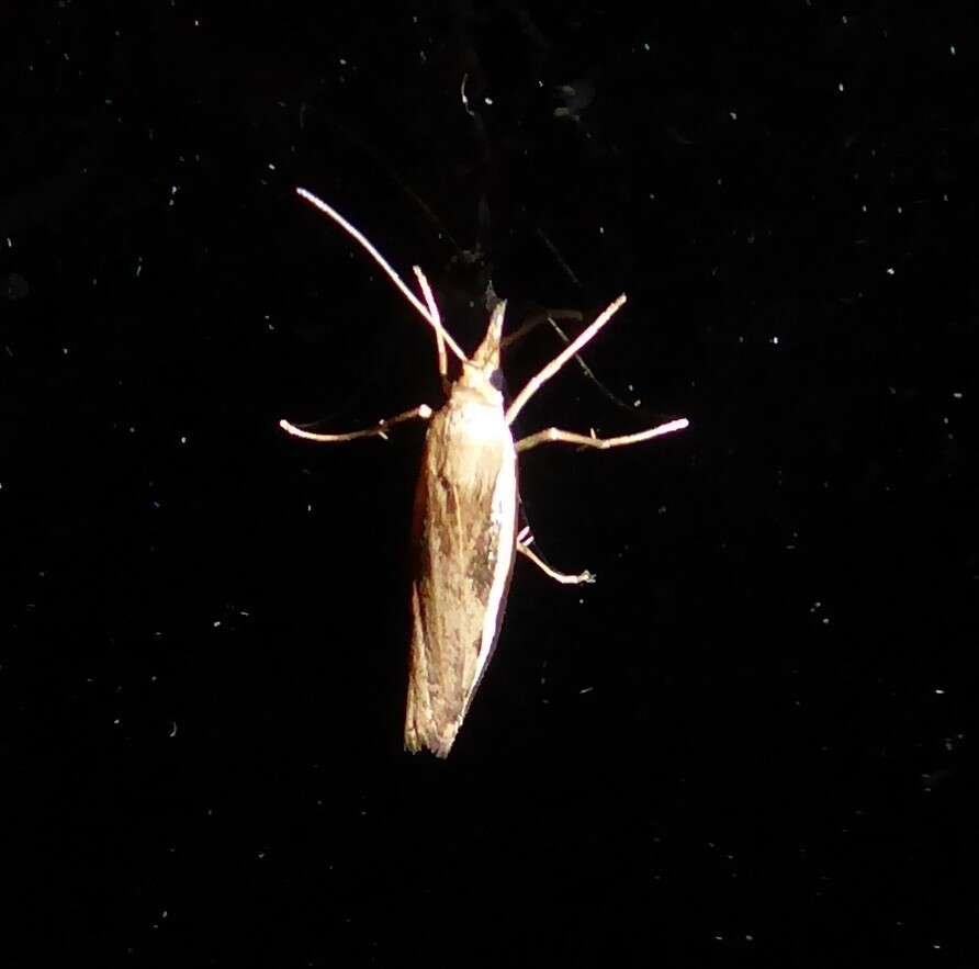 Image of common grass moth