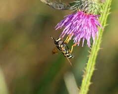 Image of Chrysotoxum lineare (Zetterstedt 1819)