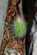 Image of Echinocereus parkeri subsp. arteagensis W. Blum & Mich. Lange