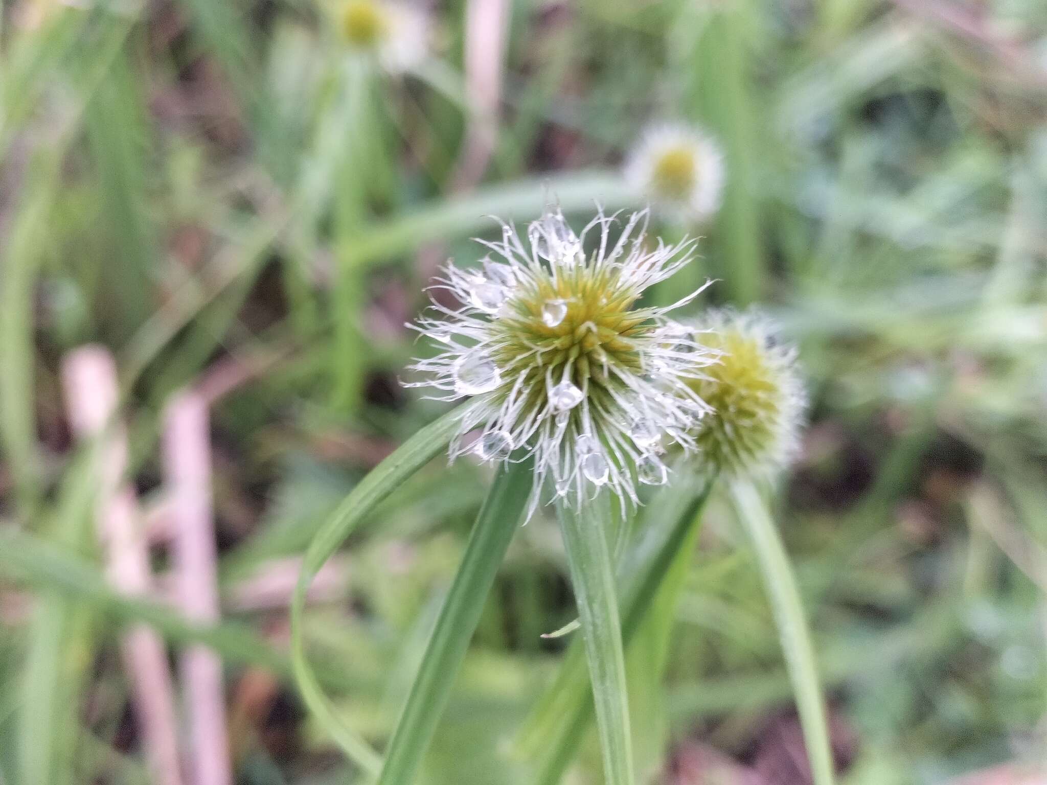 Image of Cyperus erectus (Schumach.) Mattf. & Kük.