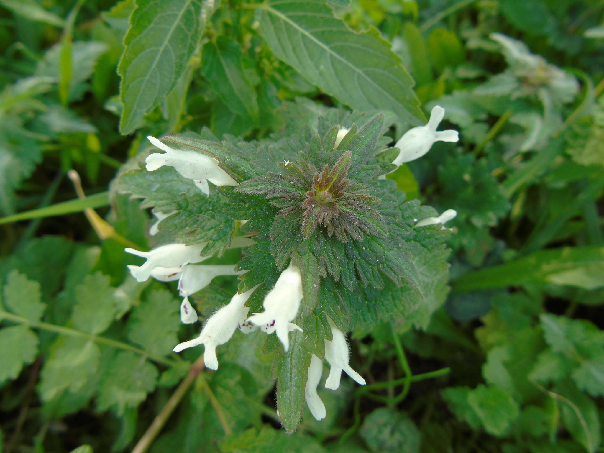 Plancia ëd Lamium bifidum Cirillo