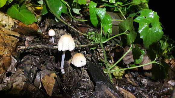 Coprinellus domesticus (Bolton) Vilgalys, Hopple & Jacq. Johnson 2001的圖片