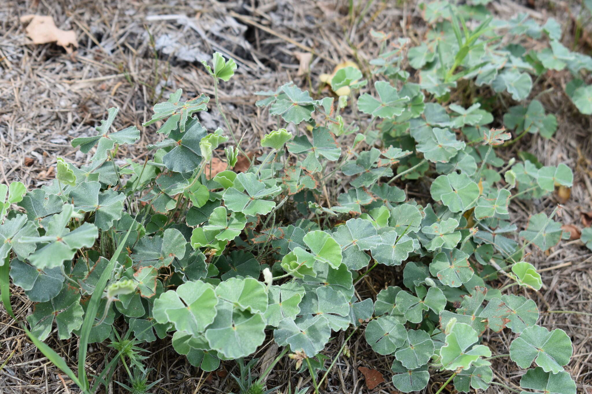 Plancia ëd Marsilea macropoda Engelm. ex A. Br.