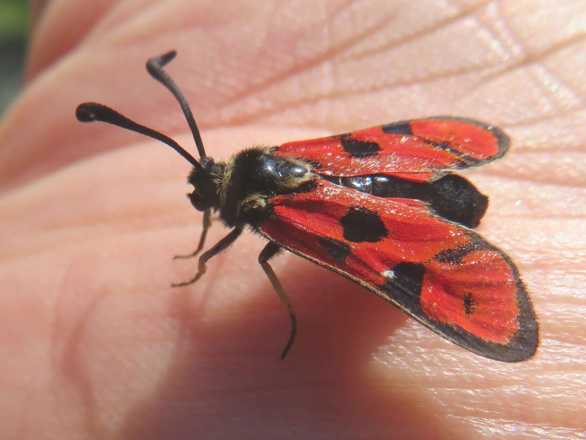 Image of Zygaena hilaris Ochsenheimer 1808