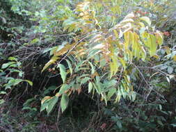 Sivun Vismia guianensis (Aubl.) DC. kuva