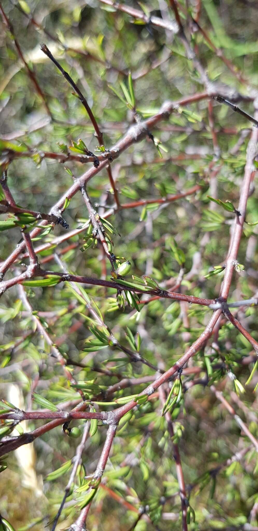 Image of Coprosma intertexta G. Simpson