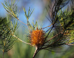 Imagem de Banksia spinulosa Sm.