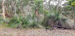 Image of Xanthorrhoea semiplana subsp. tateana (F. Muell.) D. J. Bedford