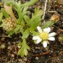 Image of Brachyscome goniocarpa Sond. & F. Müll.