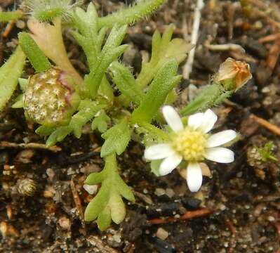 Image of Brachyscome goniocarpa Sond. & F. Müll.