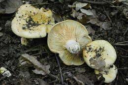 صورة Lactarius acerrimus Britzelm. 1893