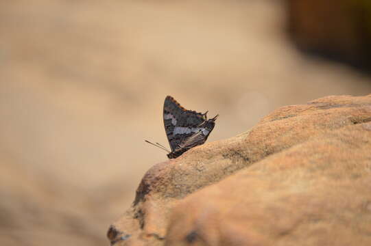 Imagem de Charaxes pelias