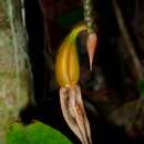 Image de Coelogyne monilirachis Carr