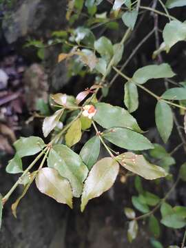 Image of Euonymus echinatus Wall.