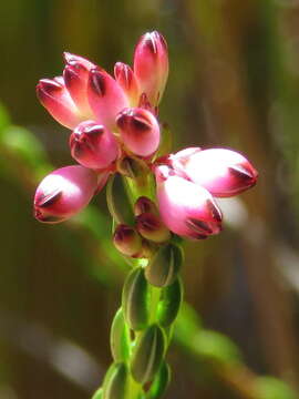 Image of Erica rhopalantha var. rhopalantha