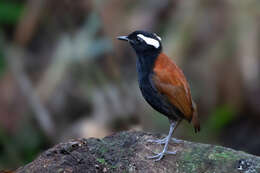 Image of Black-bellied Gnateater