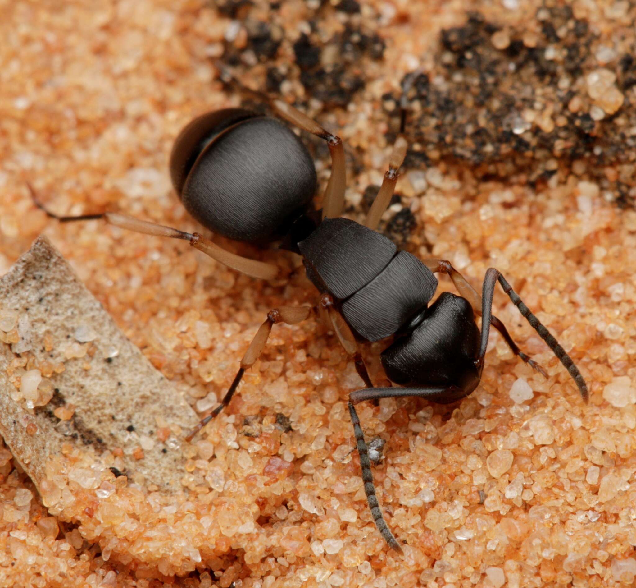 Image de Polyrhachis schwiedlandi Forel 1902