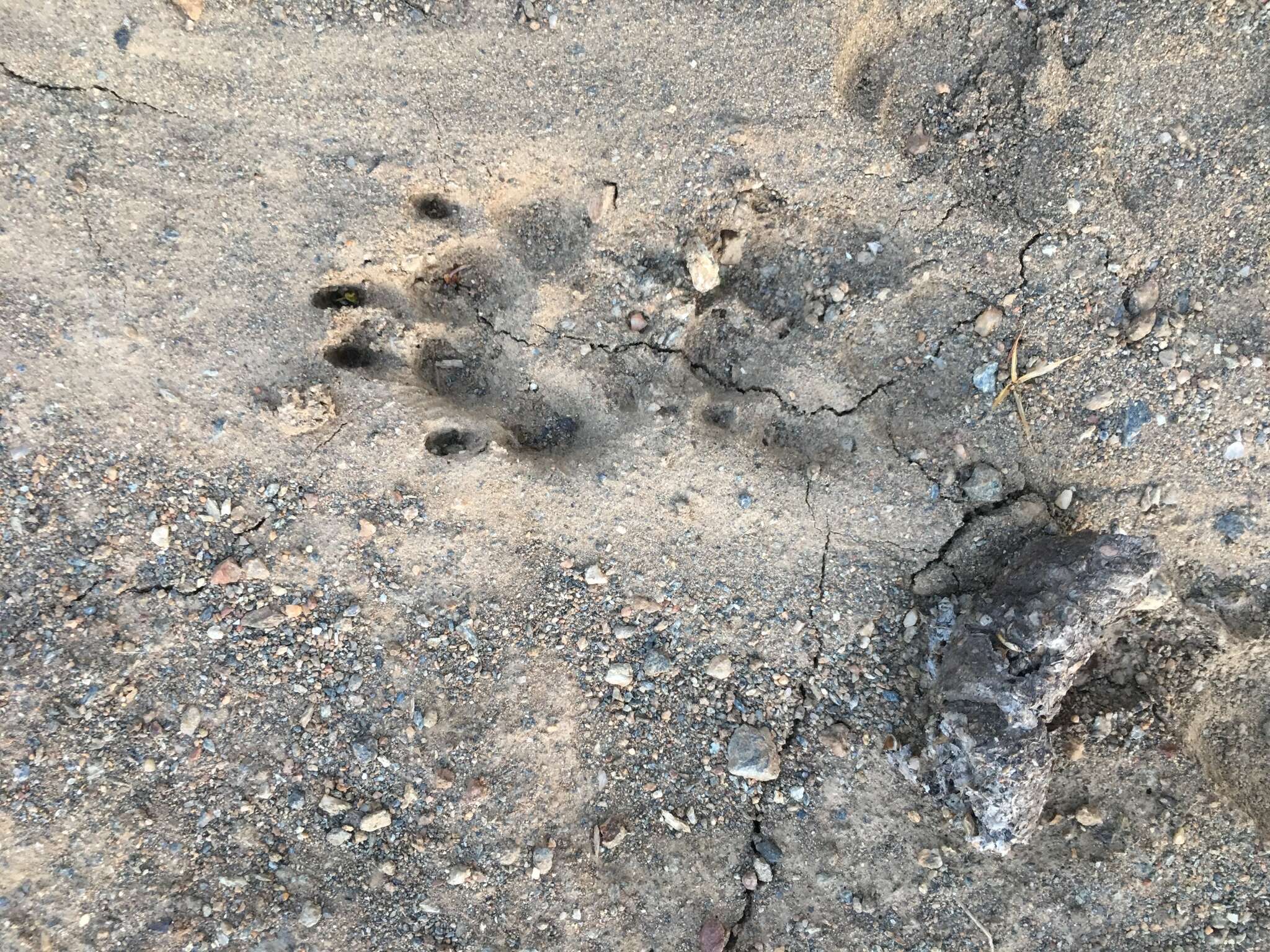 Image of Santa Catalina Island Fox