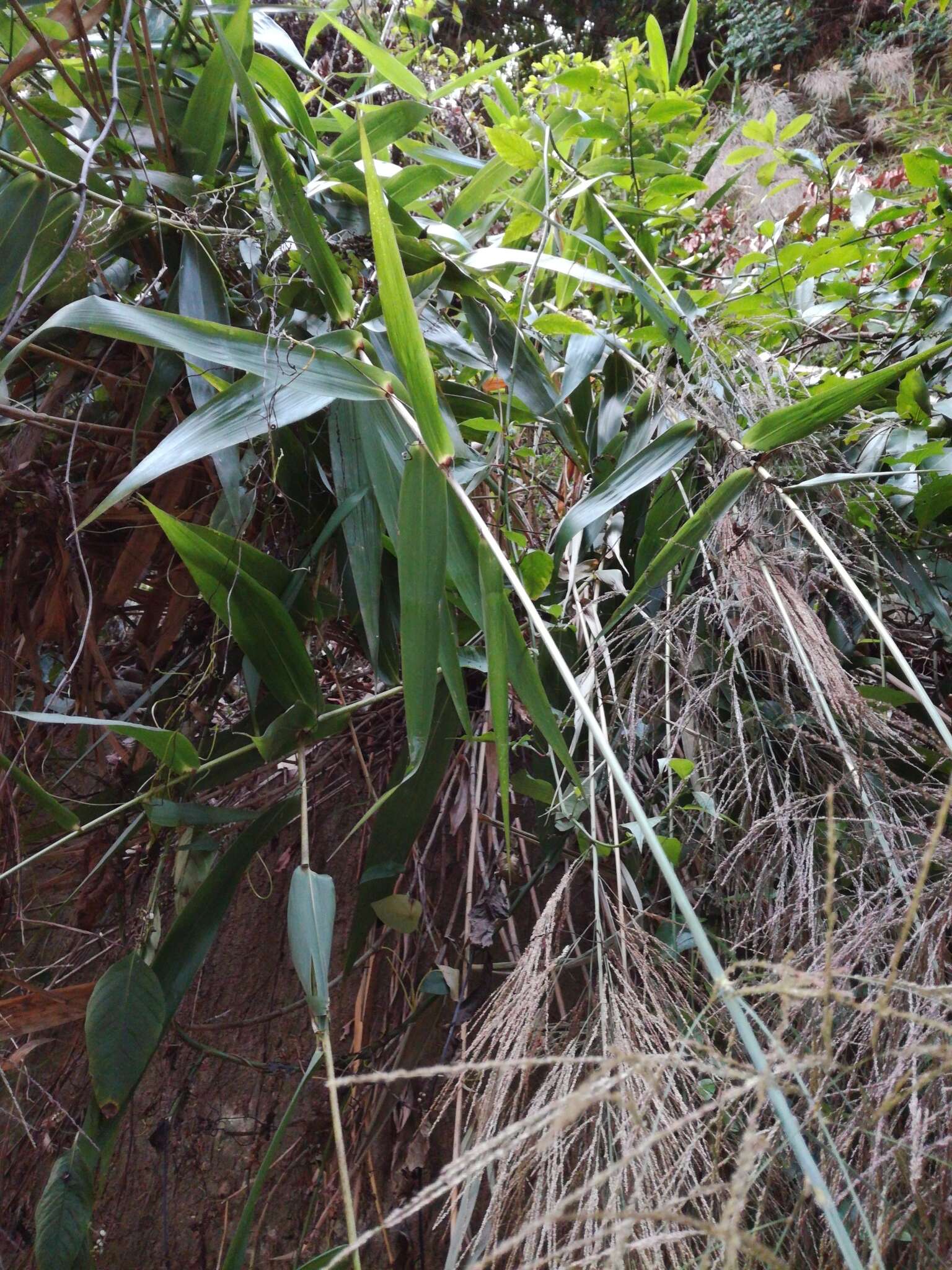 Image de Thysanolaena latifolia (Roxb. ex Hornem.) Honda