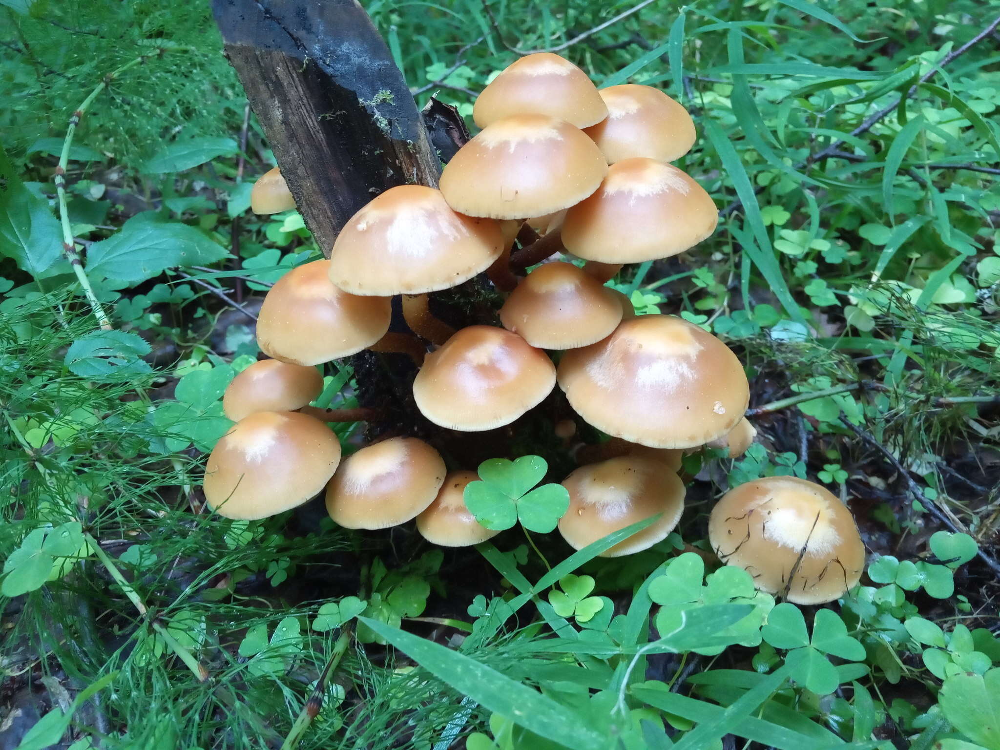 Imagem de Kuehneromyces mutabilis (Schaeff.) Singer & A. H. Sm. 1946