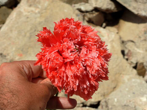 Image of Papaver somniferum subsp. somniferum