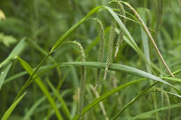 Image of Carex jaluensis Kom.