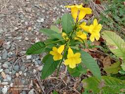 Image of chestnutleaf trumpetbush